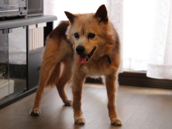 まだまだ足腰は元気