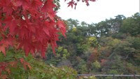 新見市・三室峡で紅葉始まる 秋深まり、来週には見頃に 岡山