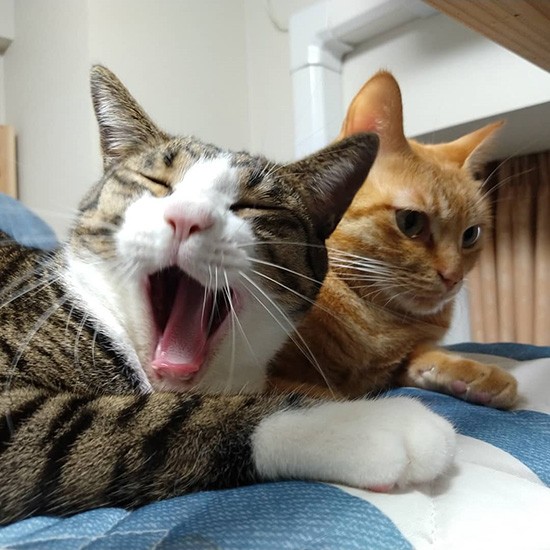 のんびり大あくびできるって幸せだよね