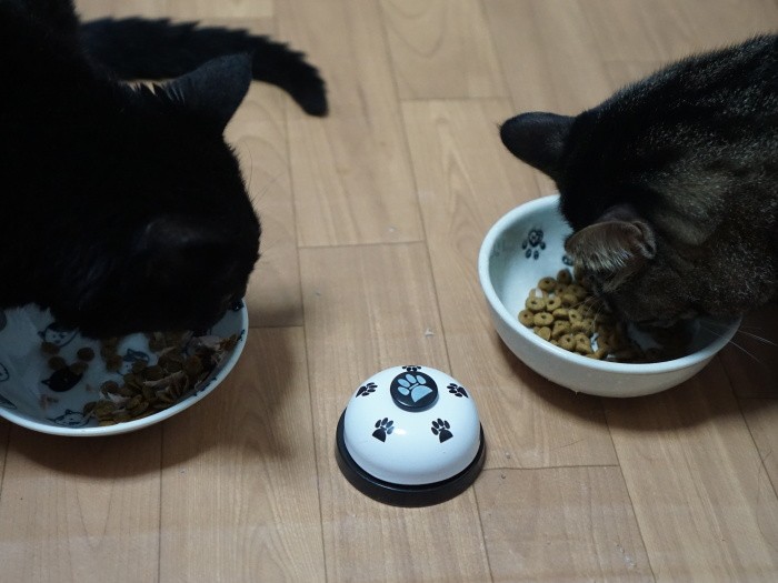 17歳のイヌオ(左)もトライ予定。2匹とも食にこだわりがあるけれど、イヌオは食べる前に要求鳴きし、はっぴーは無言でフードストッカーをたたく。個性の違いがどうでるか