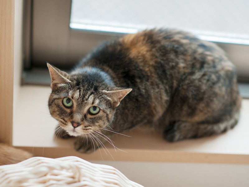 「ぺぺよ。気安く近づかないでちょうだい」(小林写函撮影)