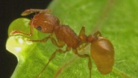 特定外来生物「コカミアリ」女王アリ含む約980匹発見 7月に国内初侵入を確認 岡山・倉敷市