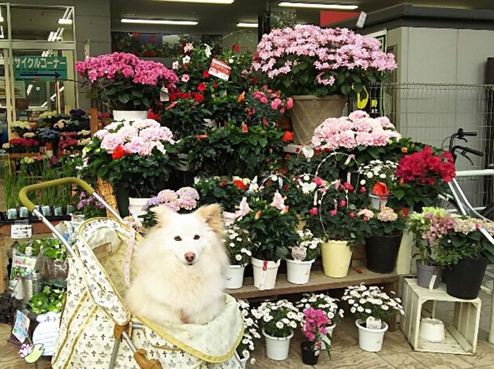 バギーに乗ってお買い物