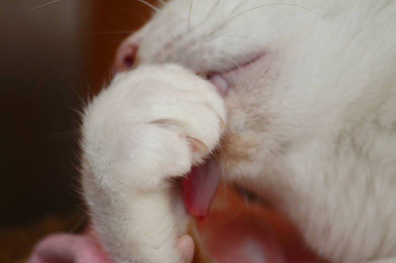 爪のお手入れ中は、お手々を観察するよいタイミング。お見逃しなく!