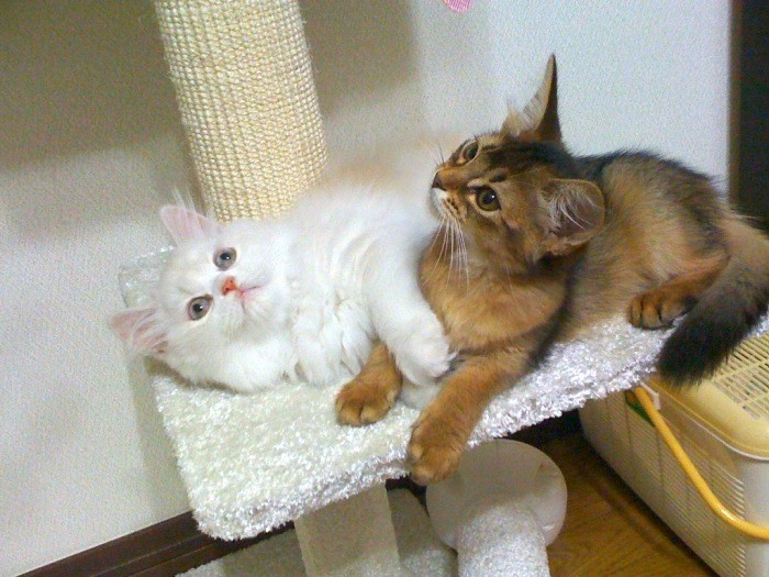 2010年7月 お迎えしたばかりのころ。るっこらくん2カ月半、アンチョビちゃん3か月半。同じブリーダーさんのところから来た2匹(由加さん提供)