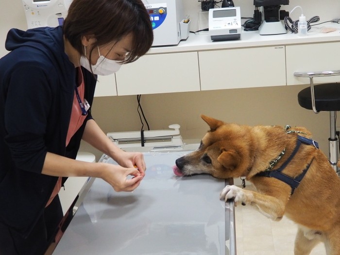 動物診察室でももちろん、動物看護職としてのスキルを発揮。写真は大好きなおやつを使って、診察台に慣れてもらう練習をしているところ。自分から診察台に前脚をかけられるようになった(南さん提供)