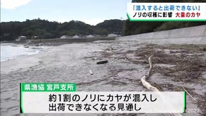 記録的大雨で海岸に漂着したカヤ 養殖ノリの収穫への影響を心配 宮城・東松島市