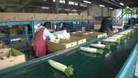 みずみずしく豊かな甘みが特徴 蒜山高原の特産「ひるぜん大根」の出荷始まる 岡山・真庭市