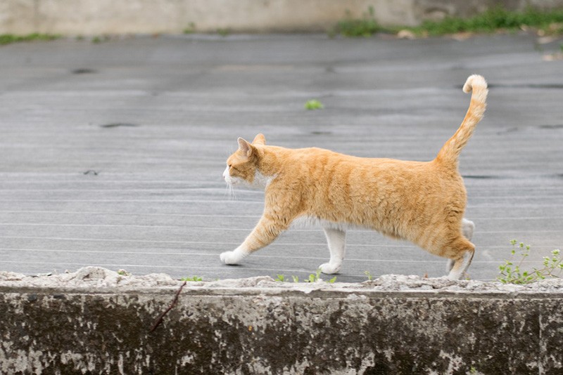 機嫌よく空き地を散歩(小林写函撮影)