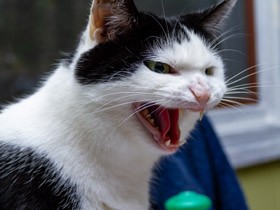 猫が飼い主を激しく襲ってくる 確実に言えるのは「攻撃的にさせたのは飼い主でない」