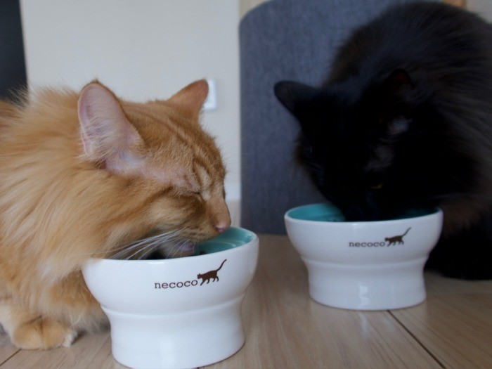 フードトレーはおそろい。ブルーを勢いよく食べる