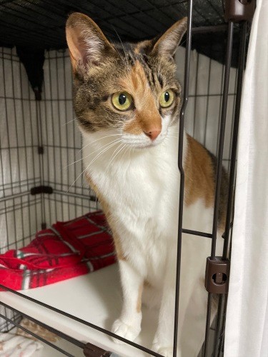 三毛柄のエレナちゃん(エレナ&ソフィのママ提供)