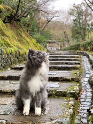 京都の奥嵯峨を散歩