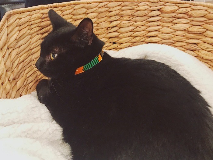 家に迎えて1週間ころの九太郎(佳代子さん提供)