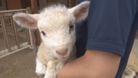 今しか見られないしっぽに注目!かわいい羊の赤ちゃん誕生 カンガルーも 岡山・赤磐市
