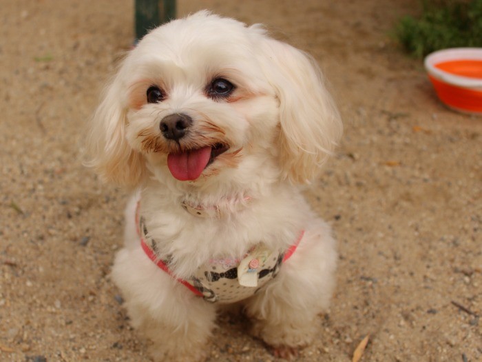 お洋服もお似合い