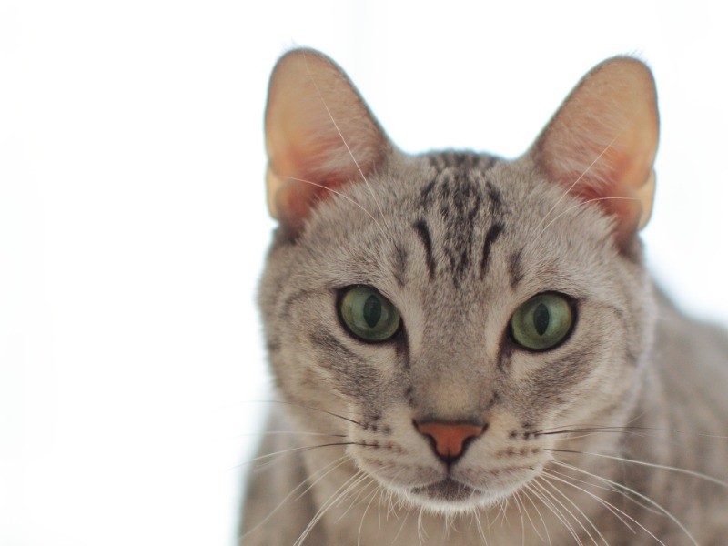 そして僕の正体は幸せを届けるイケメンさ