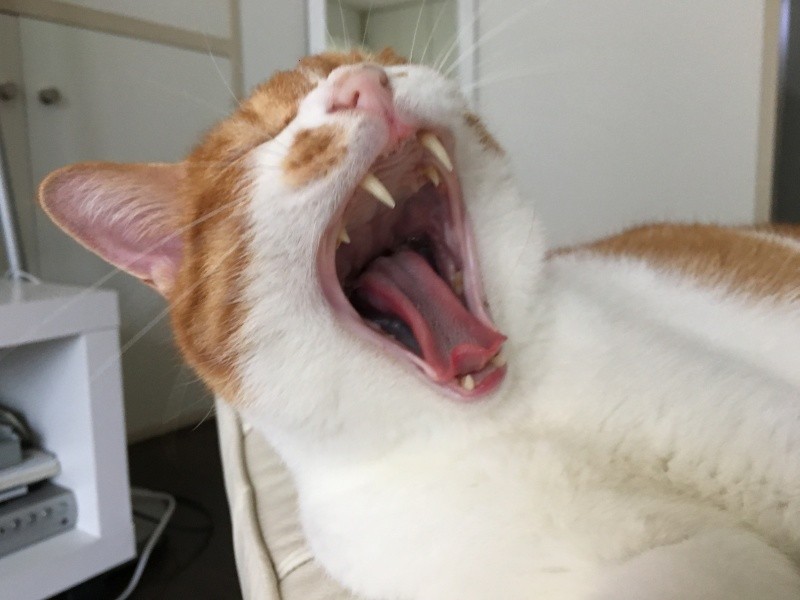 歯みがきに加えて健康診断が大切(Yさん提供)