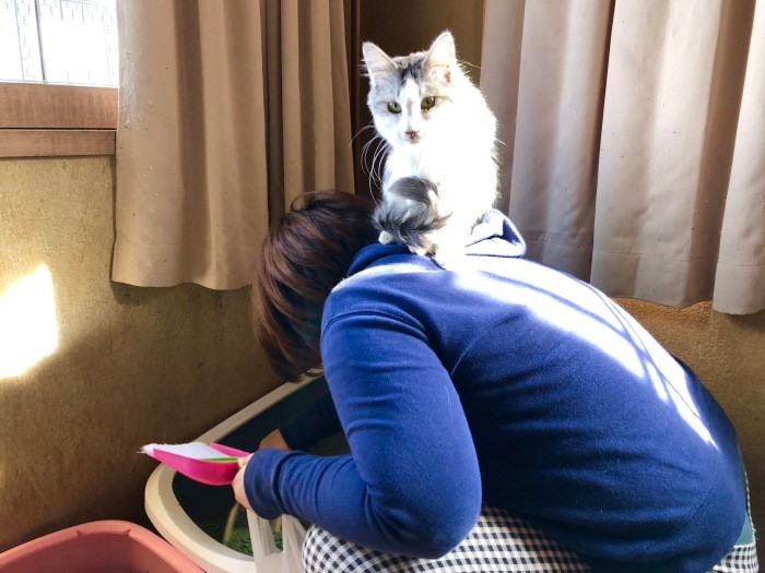 お掃除スタッフの背中にちょこんと。毎日交代でスタッフがお世話をしています