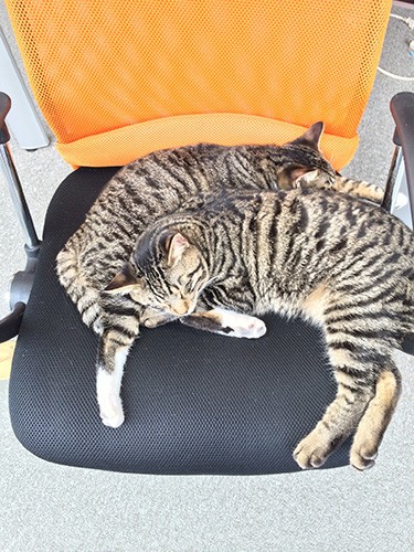 たまにきょうだいげんかもするけど仲よいシーンも(みんなのマーケット提供)