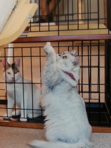 保護猫カフェにいた頃のカマン