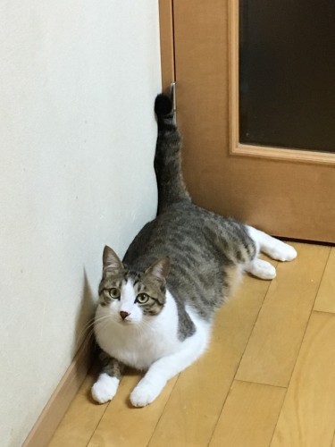 ジャッキーは、いつもスタイルを気にする。しっぽをきれいに上げて、モデルポーズ