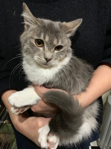 グリとお見合いした時。ボランティアの池田さんに抱かれています「人になれているかどうかより、見た目を重視してしまった。とにかく胸きゅんで」と優香さん(優香さん提供)