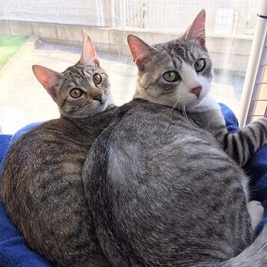 仲良し兄妹となったゆずきくん(右)とあずきちゃん(加藤達也さん提供)