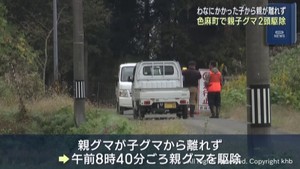 わなに掛かった子グマから親グマが離れず 猟友会が2頭を駆除 宮城・色麻町