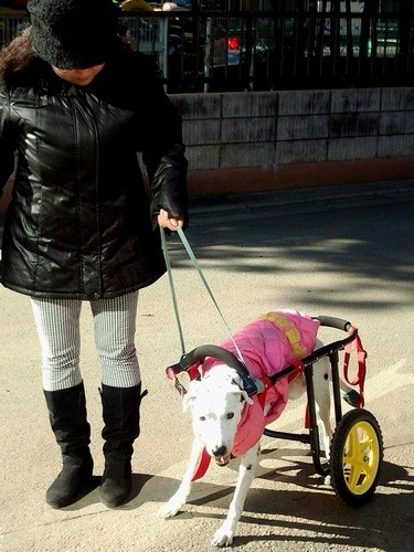 車椅子のパディータと散歩していた時