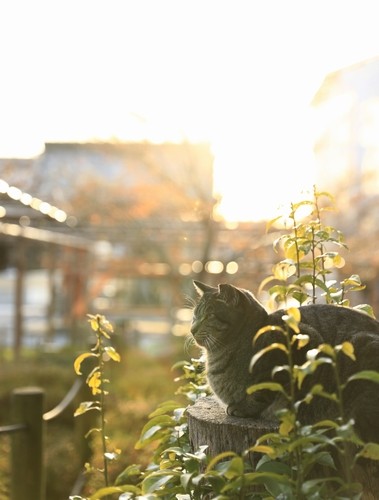 山本香月 / 廣済堂出版