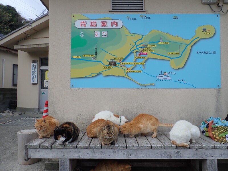 「猫の島」として知られる青島の猫たち(瀧野さん提供)