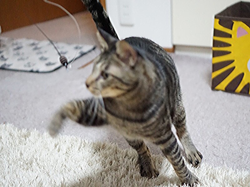 スイッチオン、オモチャを追って床を走るだけでいい運動