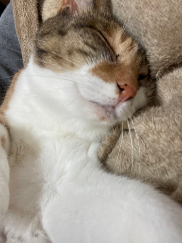 すやすや((エレナ&ソフィのママ提供)