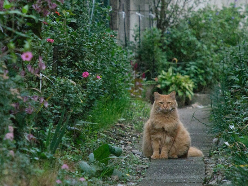 「花を撮っているの?僕を撮っているの?」(小林写函撮影)