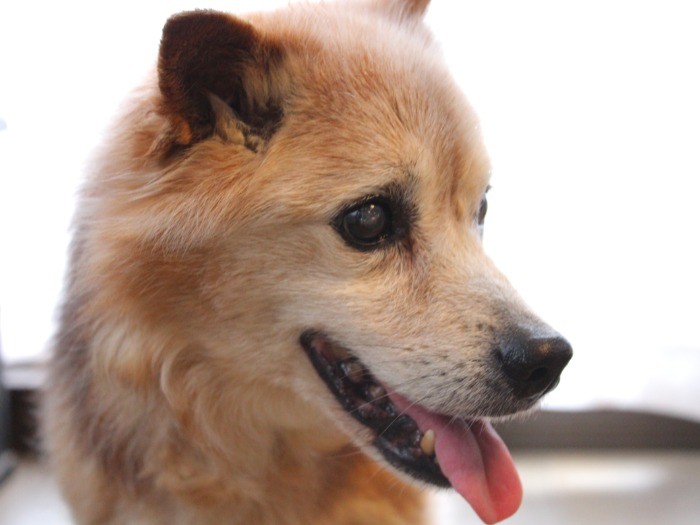 毛艶が見違えるように良くなった