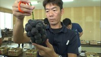 ニューピオーネの出来栄え競う共進会 形や色づき、糖度を審査 岡山・新見市