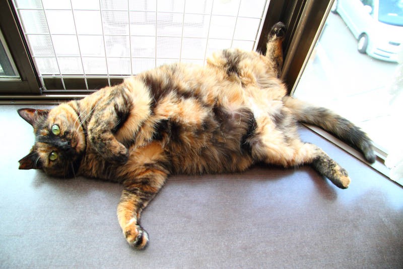 サビ猫さんのおなかの柄は、やっぱりサビ。個性的です