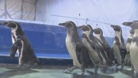 新屋島水族館からペンギンたちがお引越し 市場水族館が3日オープンへ 高松市中央卸売市場・旧青果棟