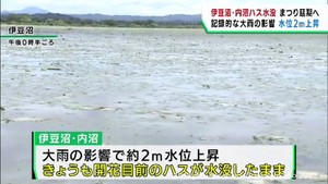 宮城県の伊豆沼・内沼はすまつり開催延期か 大雨の影響でハスが水没