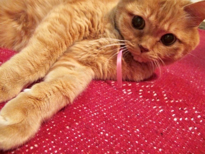 20年一緒に過ごした梅ちゃん