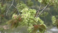 花の色が貴族の衣装を思わせる 遅咲きの桜「御衣黄(ギョイコウ)」が見頃 岡山・新見市