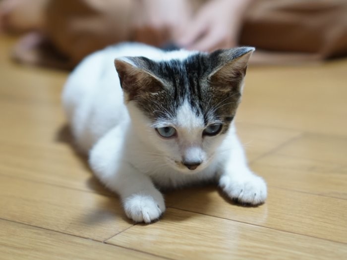 いたずらをたくらんでいるようなお顔
