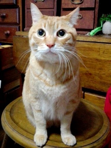 まなつのケージは実家の先輩タイガが使っていたもの。「僕、空から見守ってるからガンバレ」