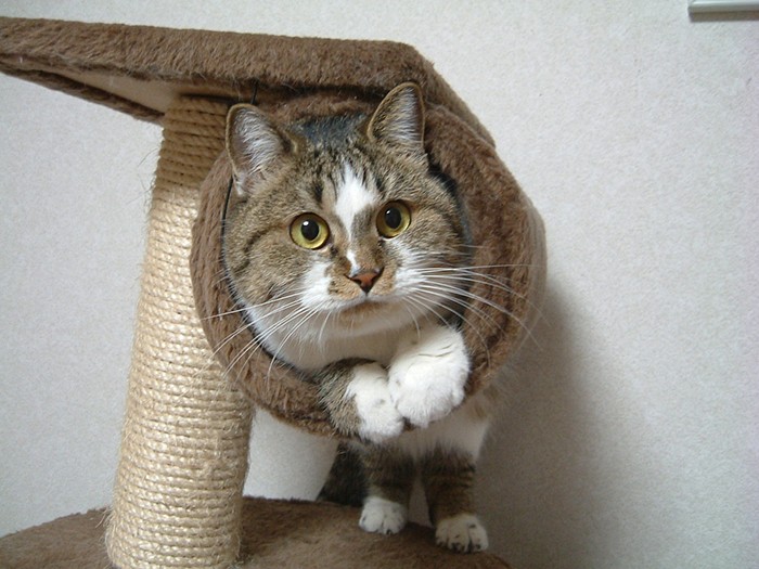 うにちゃんに初めてキャットタワーを購入したのだが、思ったより小さくてキツキツになってしまった(景子さん提供)