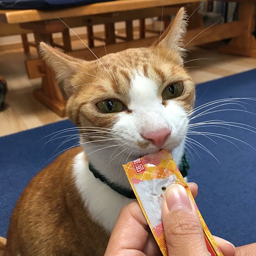 やっぱ、これがないとね!