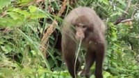 人が追いかけられるなど被害も…屋島の住宅や小学校近くで猿の目撃相次ぐ 高松市が捕獲のおりを設置 香川