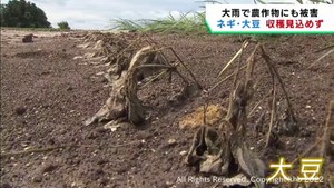 記録的な大雨で農作物に被害 宮城・大崎市でネギや大豆に影響が