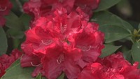 今、一番きれいかも! 岡山・蒜山高原で約100種類、1万5000株のシャクナゲの花が見頃