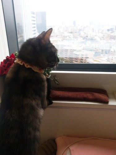 今日ものんびりお外を眺めて…(提供写真)